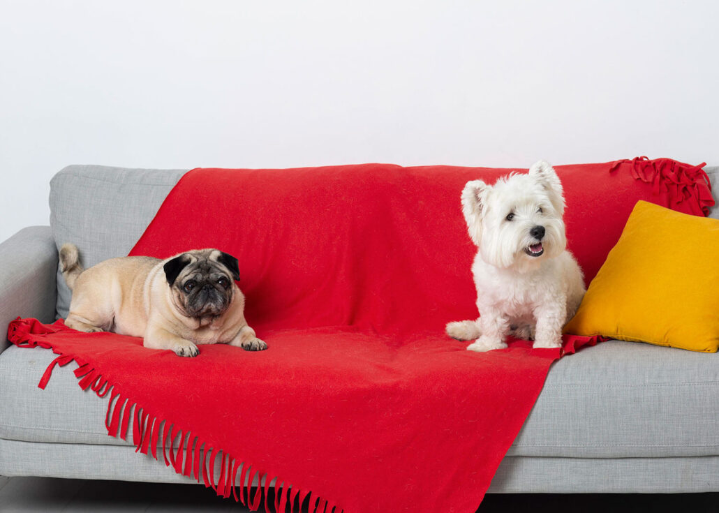 sofa y perro